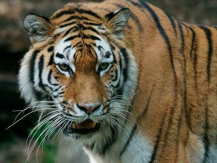 Изображение  Хабаровчанин решил догнать тигра унесшего его пса — и тоже пропал 