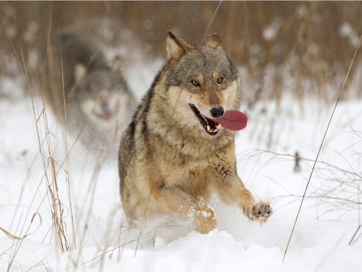 Изображение По Тверской области рыщут голодные волки