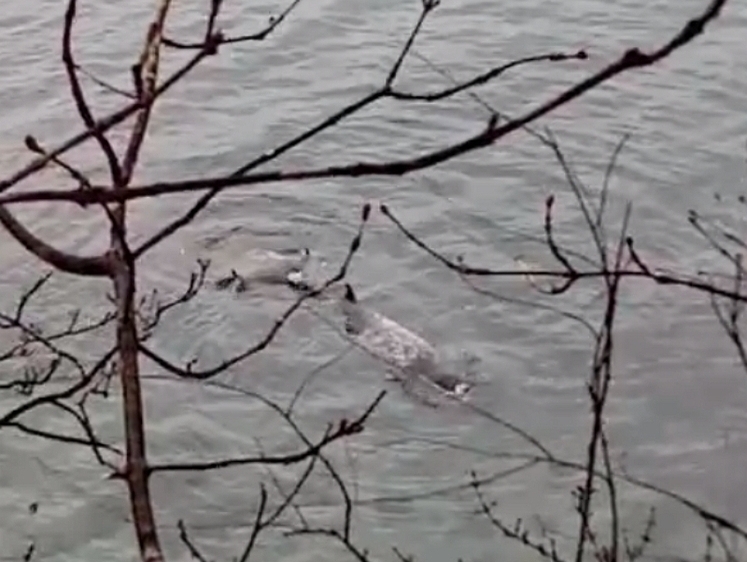 Изображение Дельфин с разбитой головой выбросился на берег в Приморье