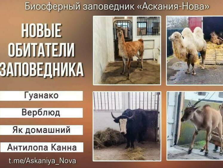 Изображение Херсонский заповедник пополнили новые обитатели