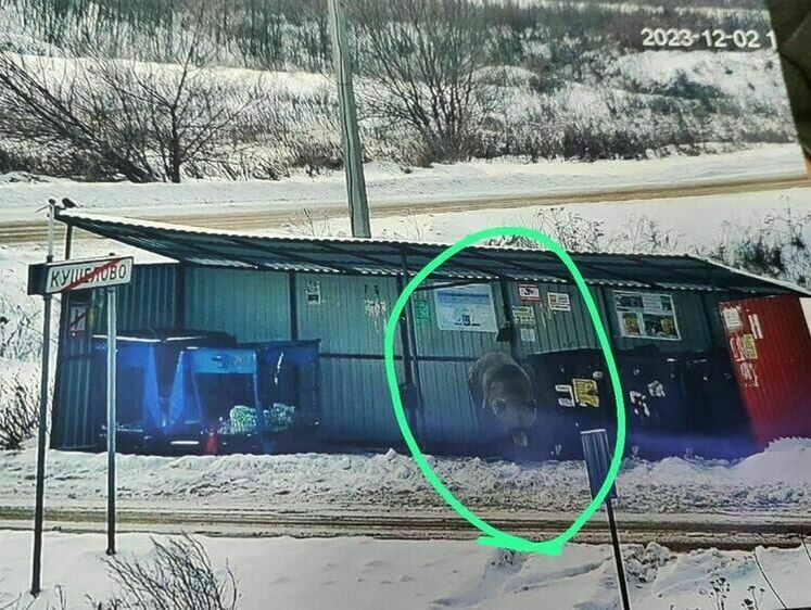 Изображение В Подмосковье большой медведь пришел ворошить мусорные баки (фото)