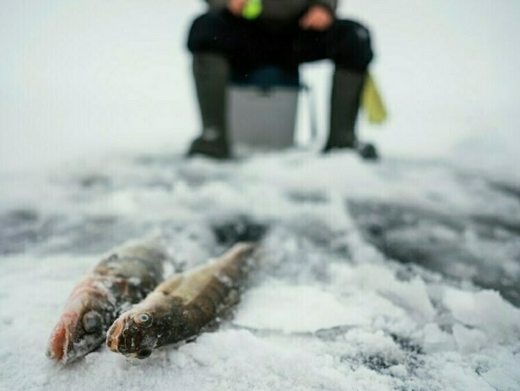 Изображение Как в голодный год: подледных рыбаков не останавливают рейды ГИМС