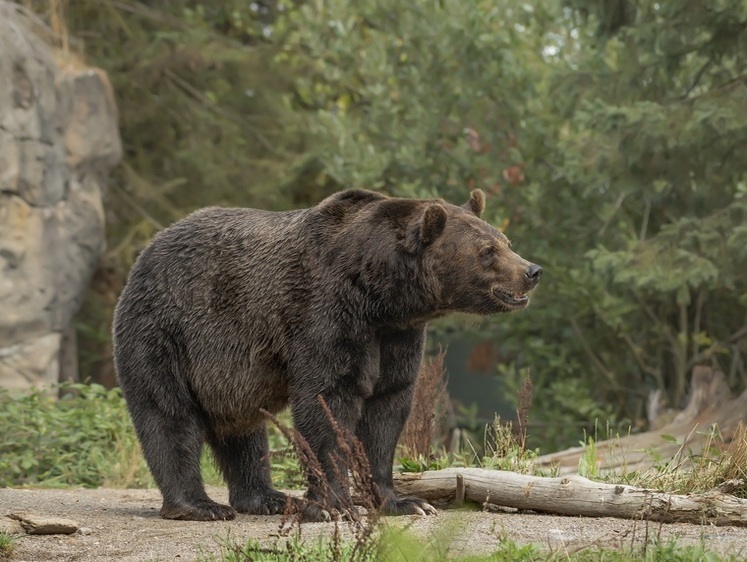 Изображение Камчатский медведь-шатун напал на сторожа охотничьей базы