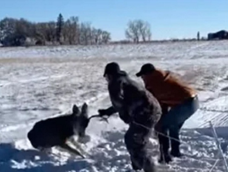 Изображение В США мужчины спасли оленя из ловушки электрического забора