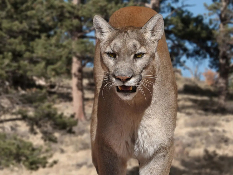 Изображение Выслеживала человека до дома: в Колорадо застрелили опасную пуму