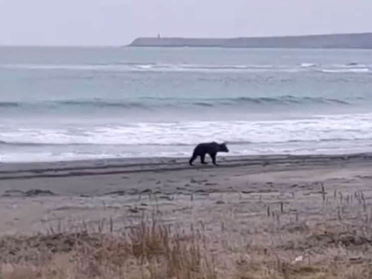 Изображение В Южно-Курильске мужчина на пробежке встретил медведя
