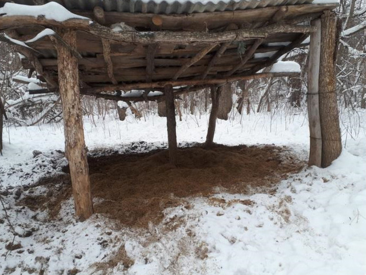 Изображение Вологодское зверье подкормят в лесных столовых