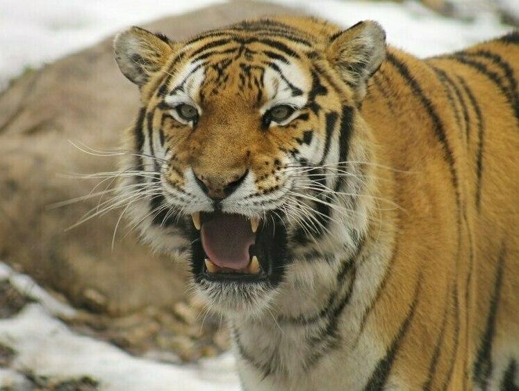 Посмотреть на живого тигра в Амурской области могут жители деревень