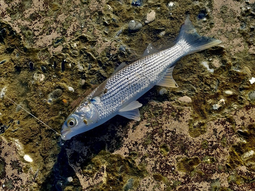 Изображение Вот такая замечательная кефаль ловится с причала в Хостинском районе города Сочи. Фото: Шеляга Геннадия. 