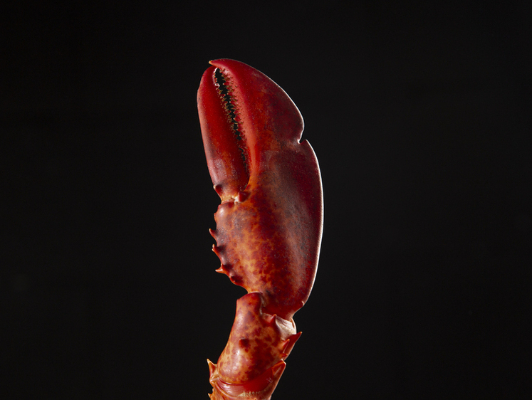 Изображение В Крыму браконьеры наловили креветок и крабов на четверть миллиона