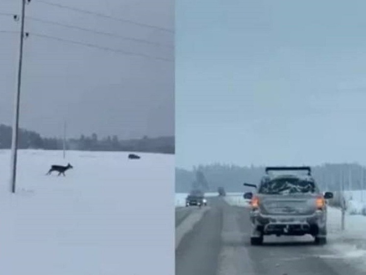 Изображение Под Юрмалой на оживленном шоссе из машины расстреляли стадо оленей