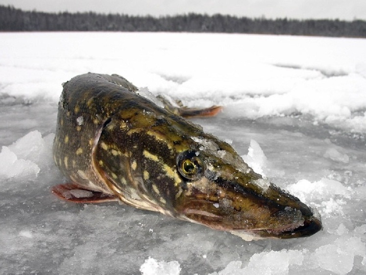 Изображение Под Калининградом рыбак поймал щуку весом более 10 килограммов