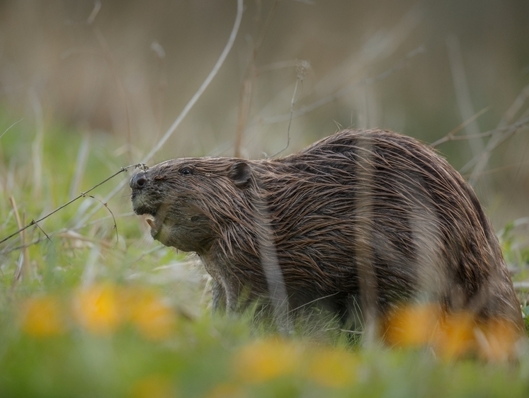 Изображение Трактор в поле колесом разворотил нору жирных бобров (видео)