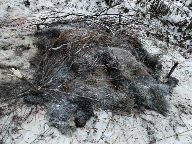 Изображение Вологжанин оставил после незаконной охоты останки лося на снегу