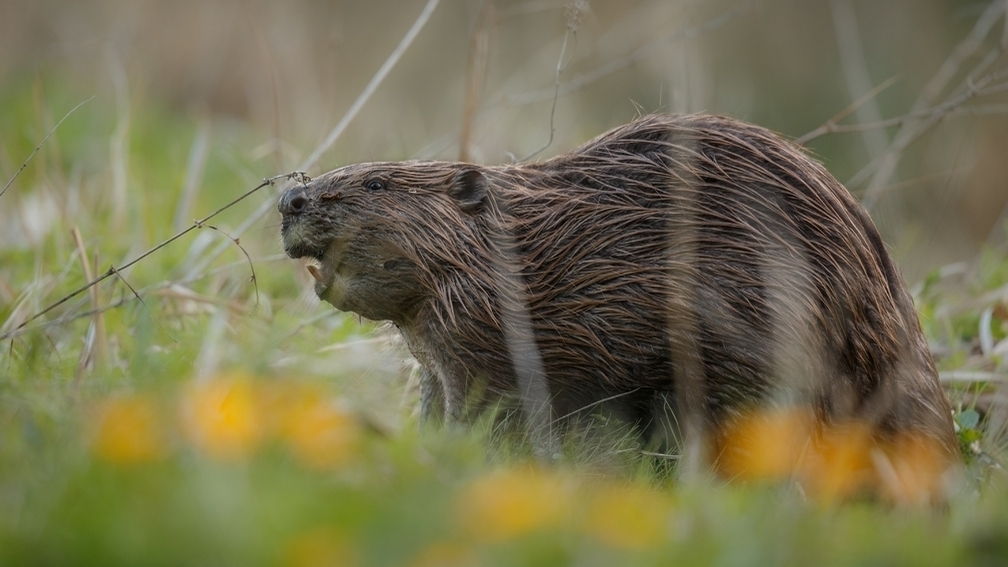Трактор в поле колесом разворотил нору жирных бобров