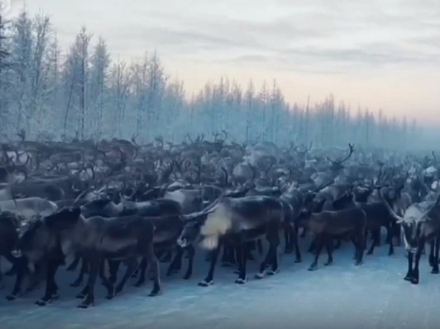 Изображение ФОТО: TELEGRAM ТРК НАДЫМ НОВОСТИ ГОРОДА И РАЙОНА 