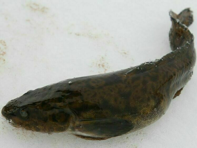 Изображение Приближается нерестовый запрет ловли налима