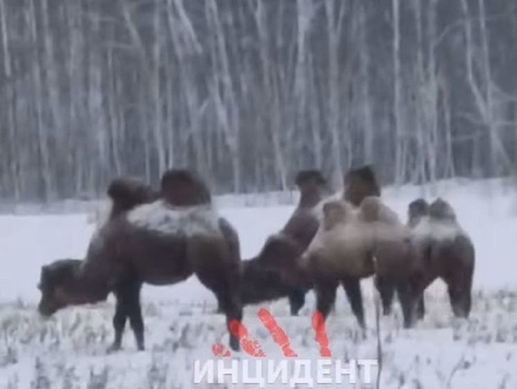 Изображение Шляются вдоль трассы: в Сибири на морозе пасутся бесхозные верблюды