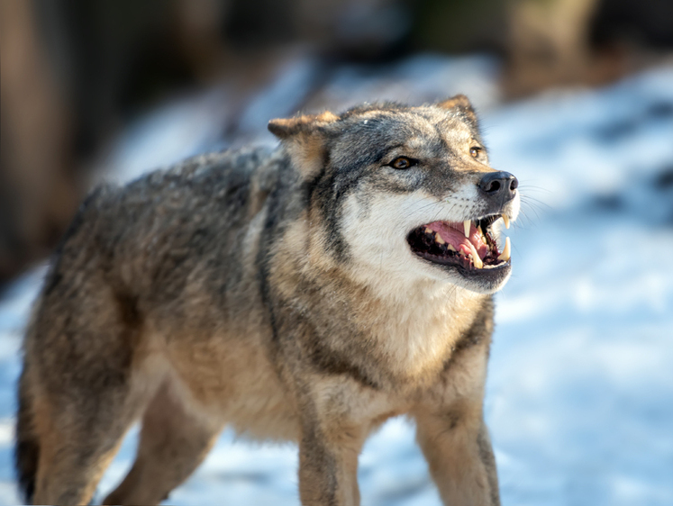 Изображение Пришли в поселок из леса: карельские волки начал поедать собак
