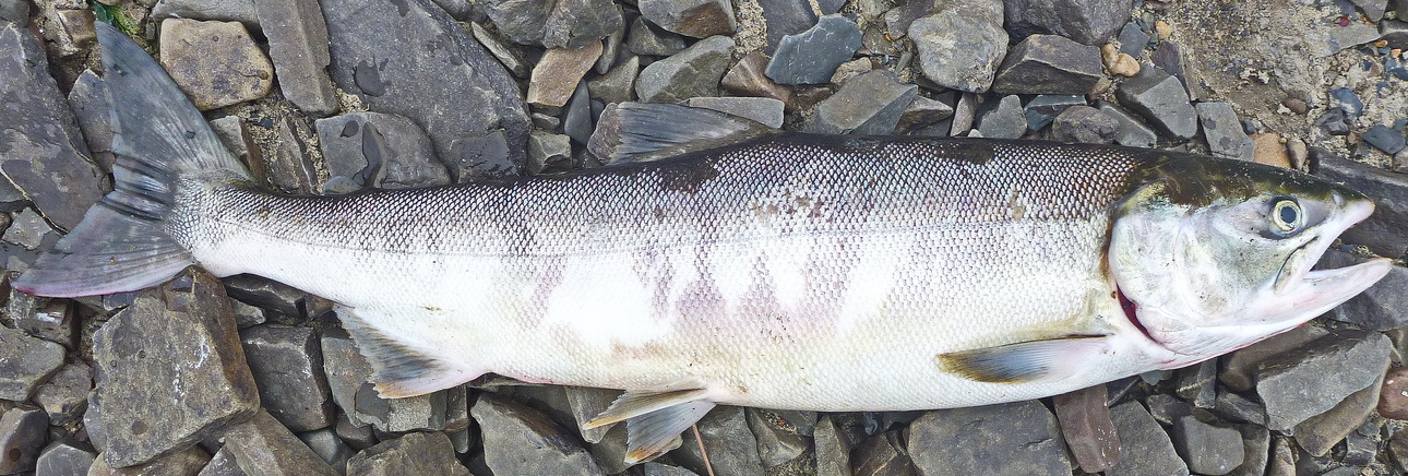 Изображение Кальмары из... Фото: Смирнова Александра. 