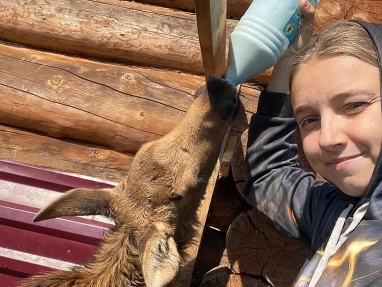 Изображение Спасенного лосенка Ярика выпустят на волю в 2024 году