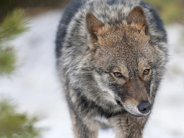 Изображение В Вологодской области 66 охотников получат выплату за волка