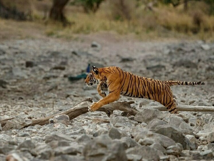 Изображение Первого тигра в Приморье удалось отследить и усыпить