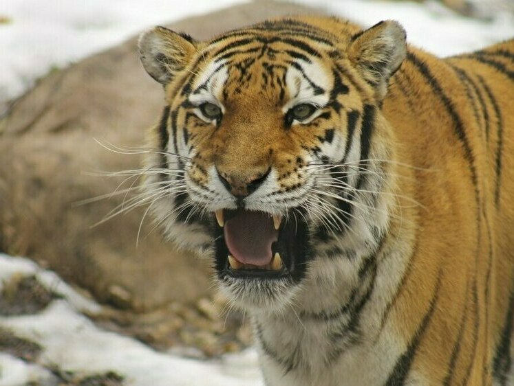 Изображение Выяснилась причина, по которой тигр в Приморье уничтожал собак
