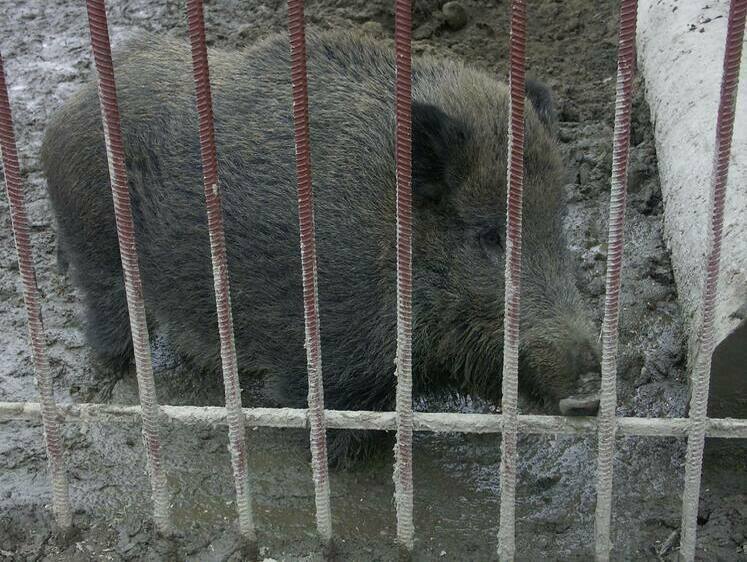 Изображение Под Петербургом голодные кабаны учиняют варварство на дачных участках