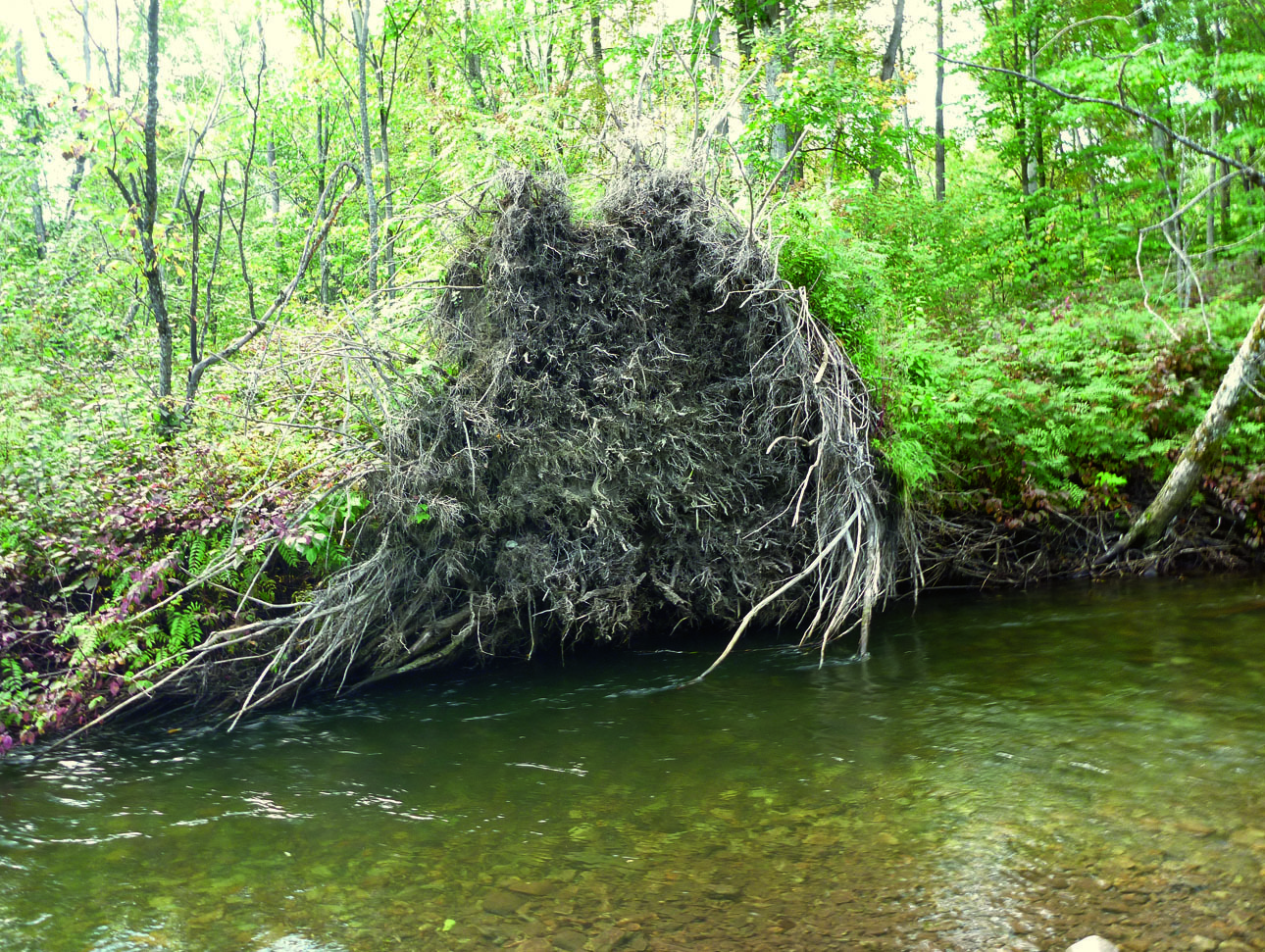Изображение Корни деревьев — любимое место стоянки ленков. Фото: Смирнова Александра. 