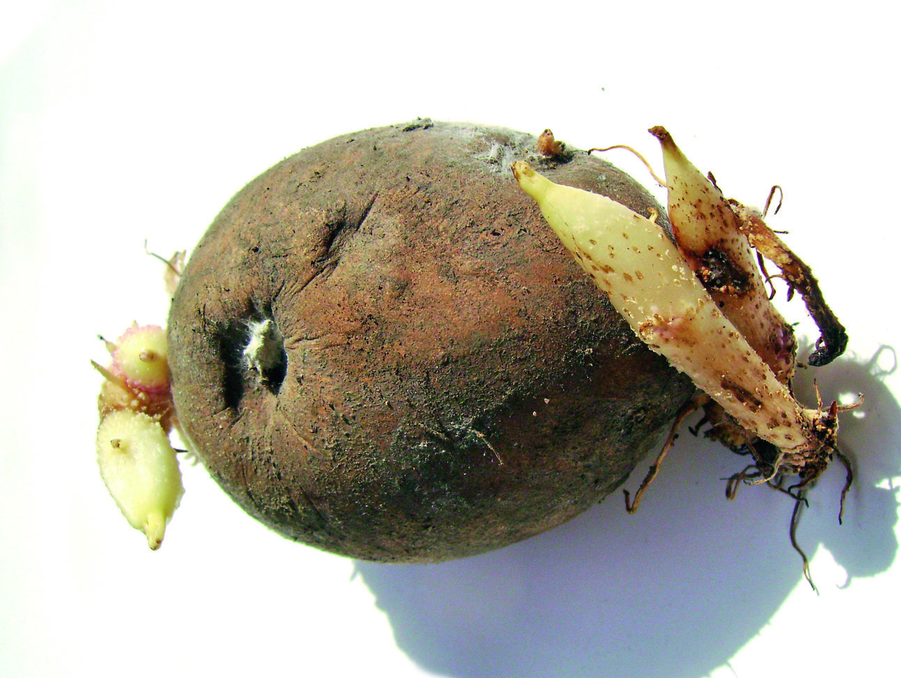 Изображение Росток картофеля имитирует короеда. Фото: Смирнова Александра. 