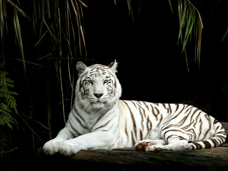 Изображение В Крым привезли бенгальских тигров из ДНР и Запорожья