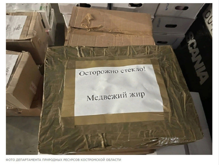 Изображение Костромские охотники отправили бойцам на СВО целебные дары леса