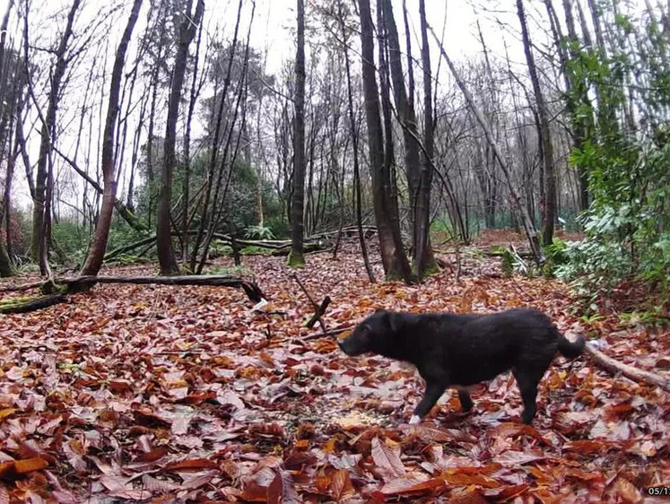 Изображение В Англии домашний пес шесть лет жил в лесу и питался с барсуками