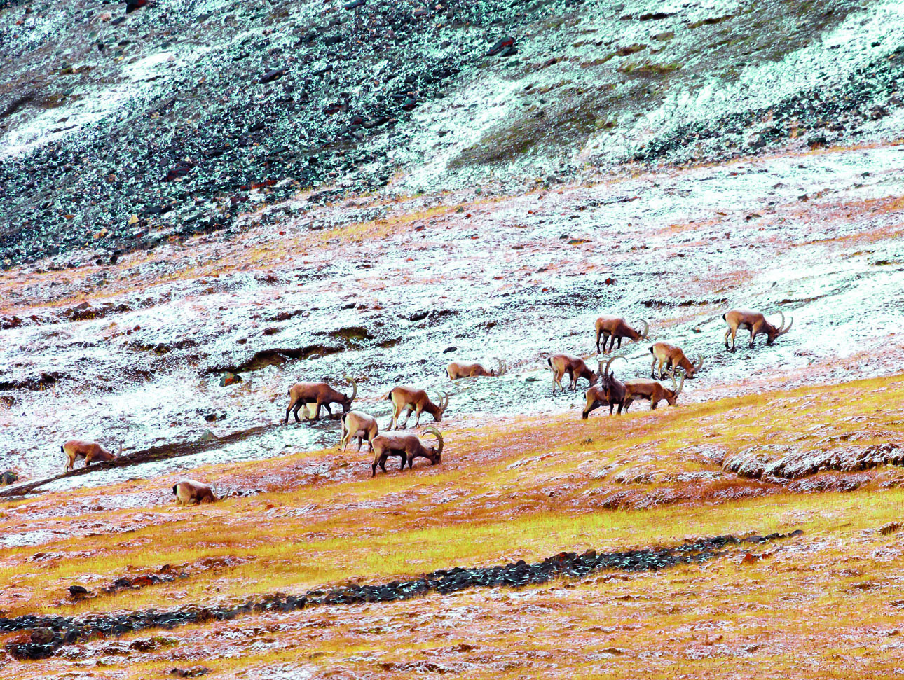 Сибирскийгорный козёл стадо снег. Движение горных Козлов в гора(стадом) по зелёным склонам_фото. Der Herd или das Herd.