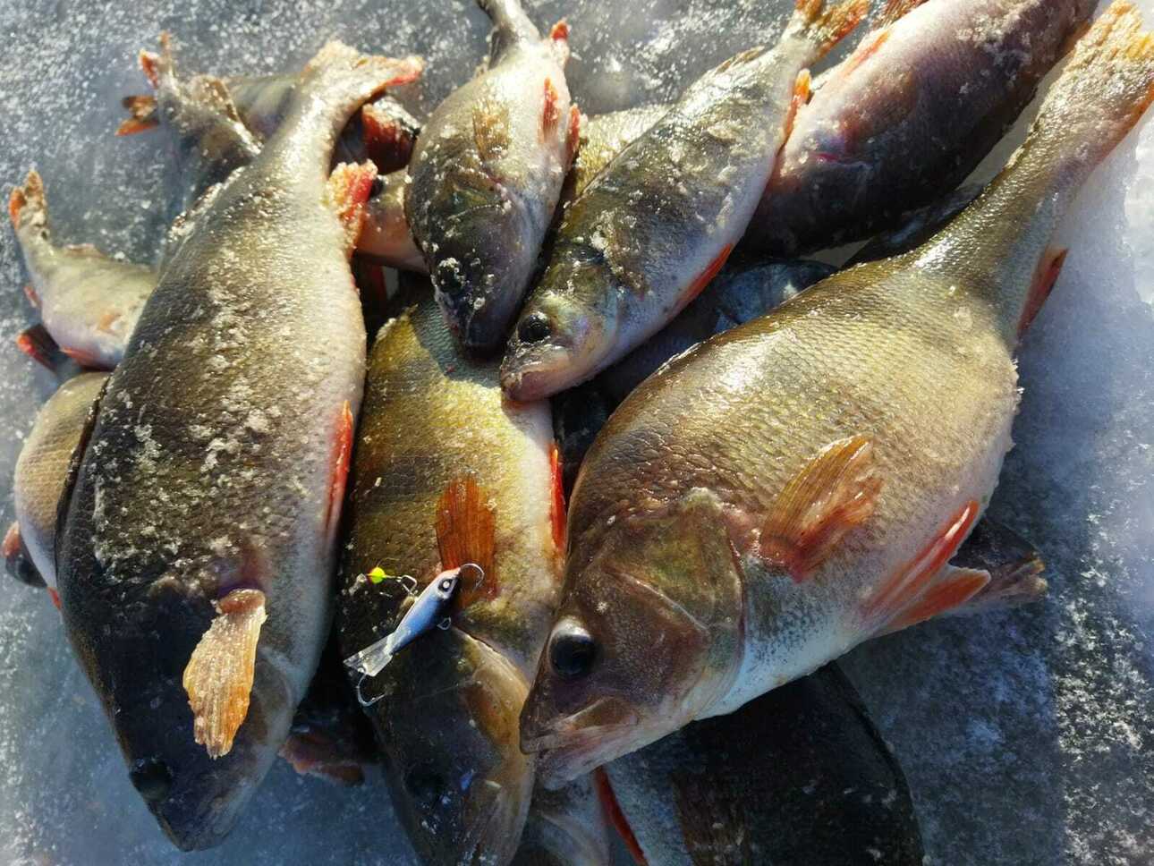 Изображение Фото: Коломийца Алексея. 