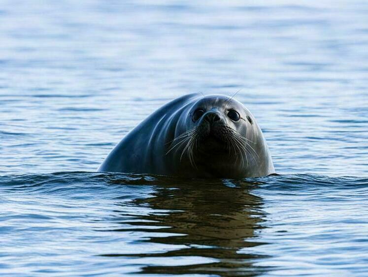 Изображение На побережье Каспийского моря выбросило 130 туш тюленей