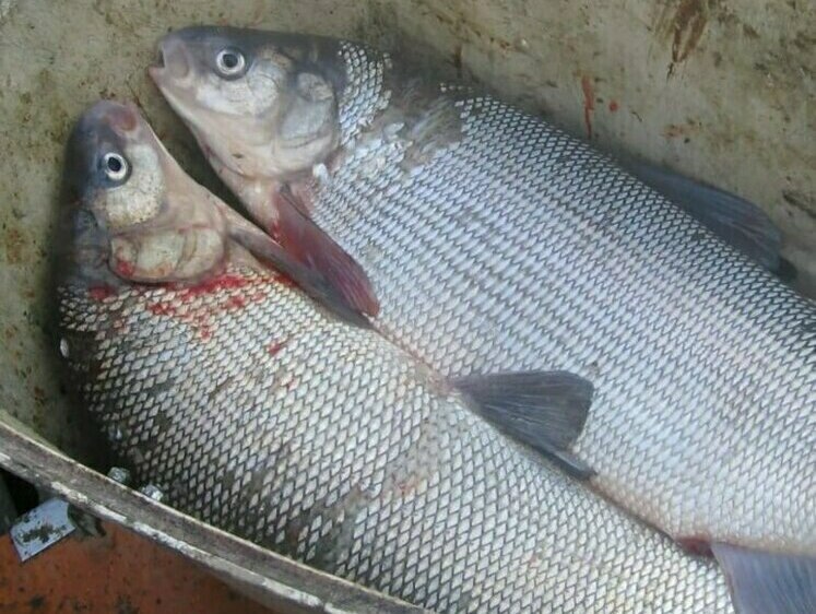 Изображение Экстремальная рыбалка: порыбачил в нерест — получил уголовный срок