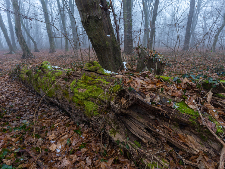 Изображение В Австрии во время шторма пожилого охотника на вышке раздавило дерево
