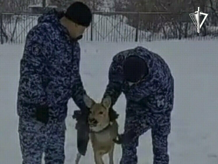 Изображение Помоги косуле:  омичам рассказали, что делать, если животное в беде