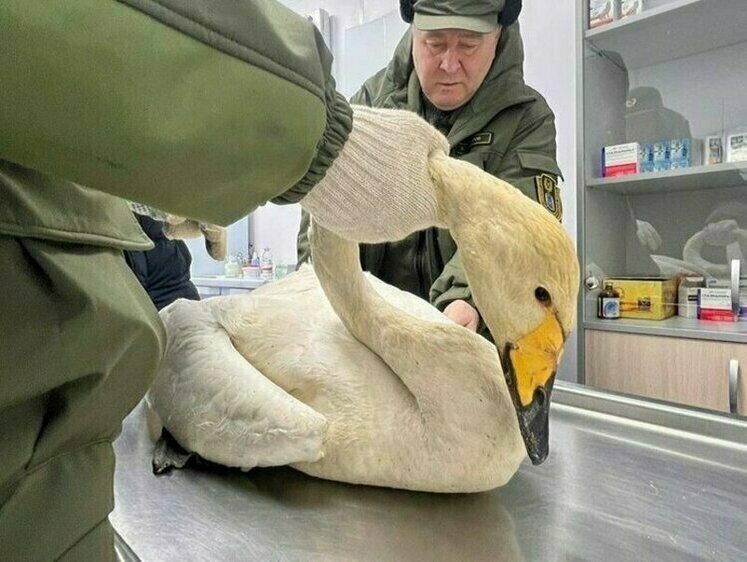Изображение Спасенного лебедя переправили с Ямала в Башкирию