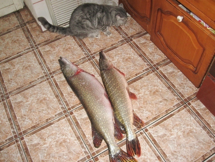 Изображение Вести с водоемов Марий Эл