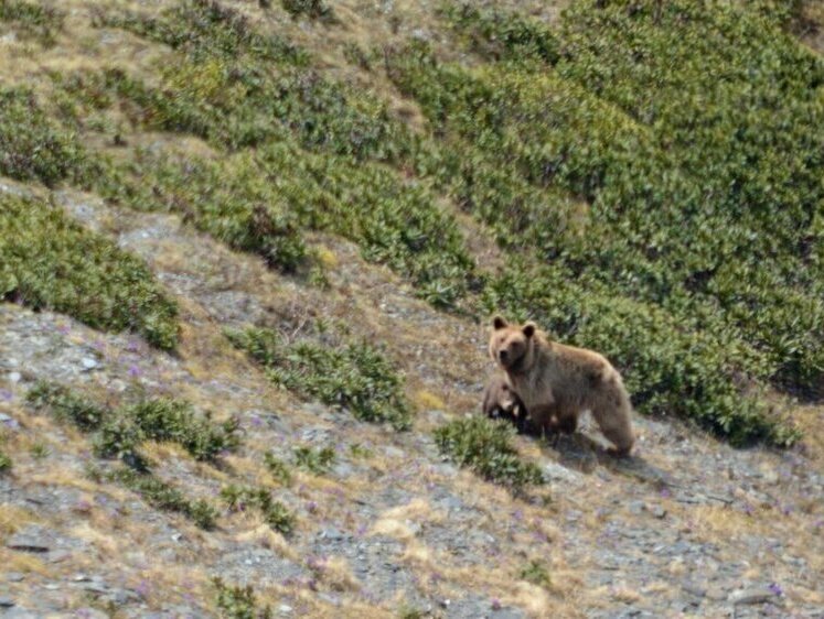 Изображение В Кавказском заповеднике стало больше бурых медведей