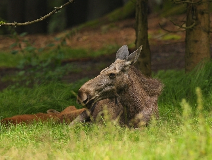 Изображение В Пензенской области варвар-браконьер застрелил лосиху в лесу