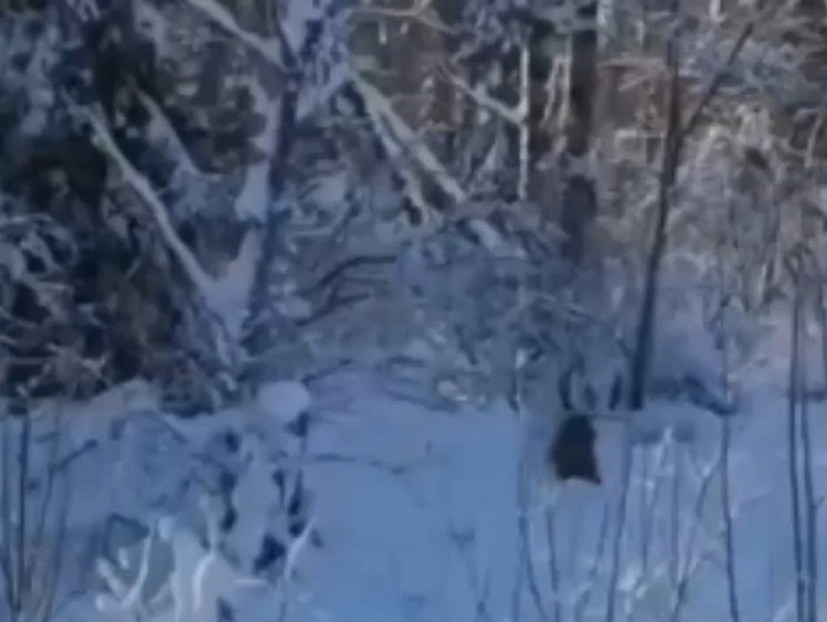 Изображение В лесах Кемеровской области замечен опасный медведь-шатун