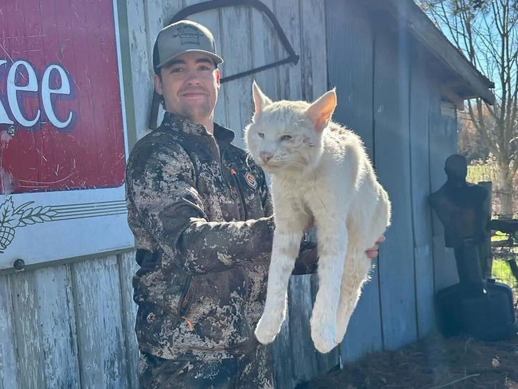 Изображение Редкая рысь-альбинос добыта охотником из Арканзаса (фото)