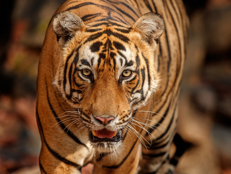 Изображение Рецидивисты в Приморье задержаны за сбыт шкуры тигра
