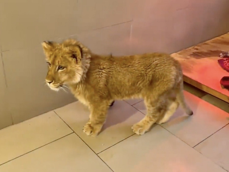 Изображение В Крыму реабилитировали спасенного травмированного львенка