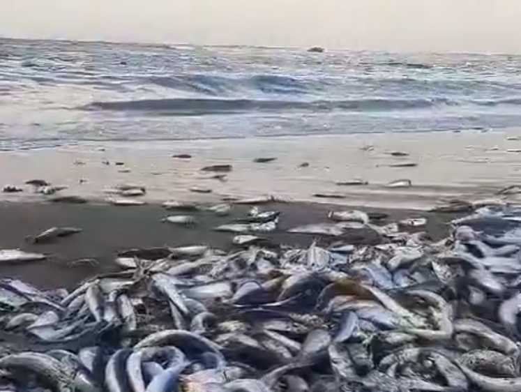 Изображение И ловить не надо: на Итурупе тонны сельди выбросило на берег (видео)