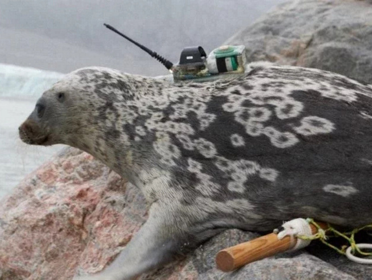 Изображение 100 тысяч лет одиночества: около Гренландии найден новый вид тюленей